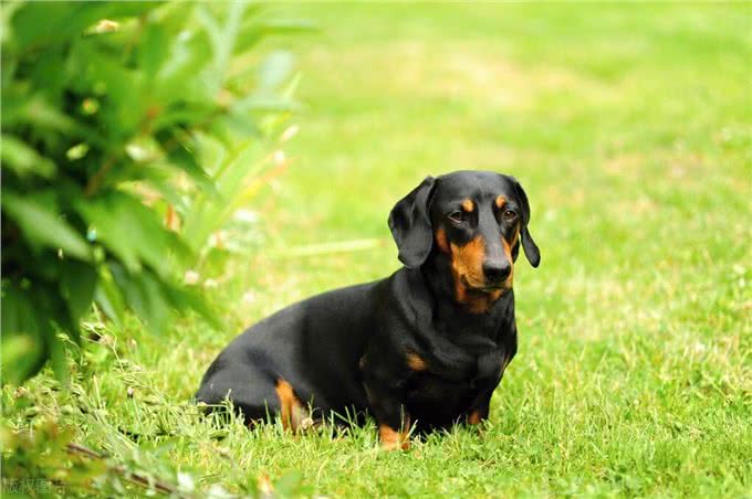 德国国犬，猎獾小能手—腊肠犬