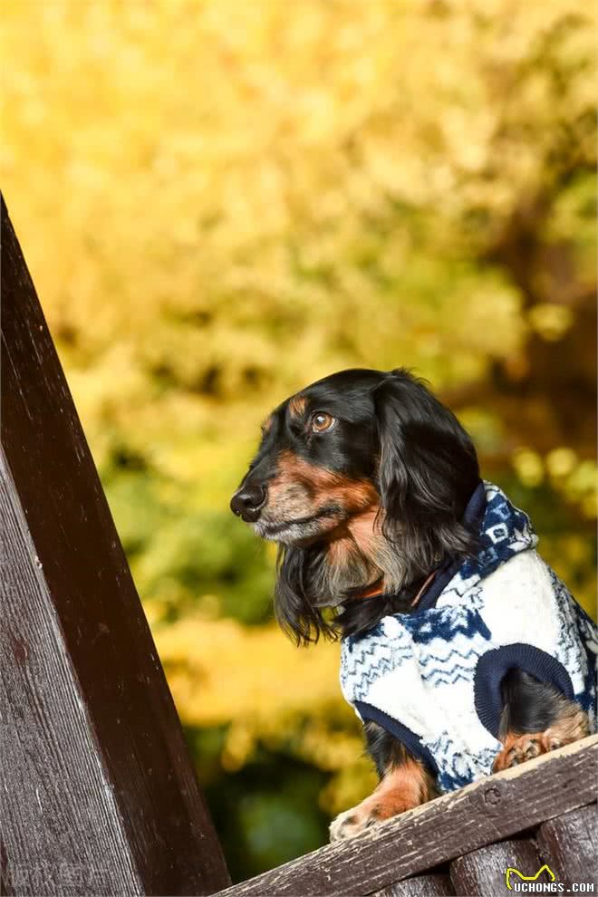 德国国犬，猎獾小能手—腊肠犬
