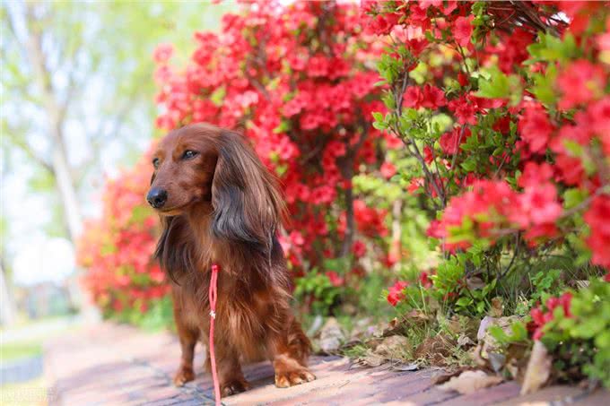 德国国犬，猎獾小能手—腊肠犬