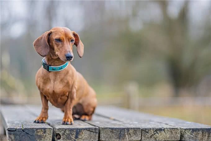 德国国犬，猎獾小能手—腊肠犬