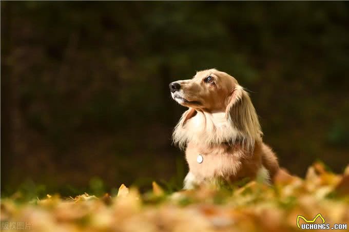 德国国犬，猎獾小能手—腊肠犬