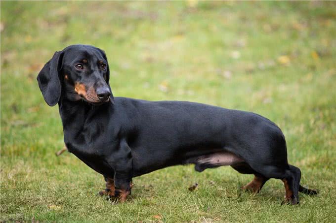 德国国犬，猎獾小能手—腊肠犬
