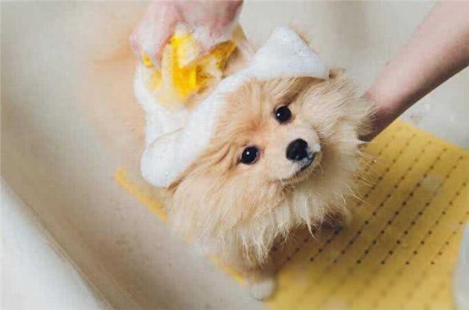 博美犬洗澡大作战，这些雷区千万别踩!