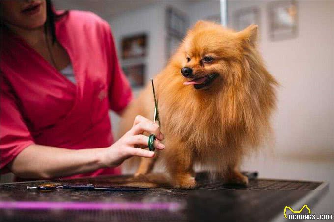 博美犬洗澡大作战，这些雷区千万别踩!