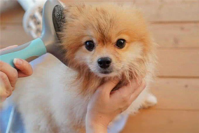 博美犬洗澡大作战，这些雷区千万别踩!