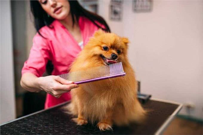 博美犬洗澡大作战，这些雷区千万别踩!