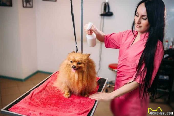 博美犬洗澡大作战，这些雷区千万别踩!