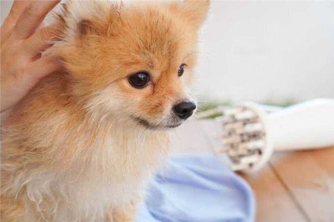 博美犬洗澡大作战，这些雷区千万别踩!