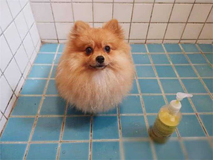博美犬洗澡大作战，这些雷区千万别踩!