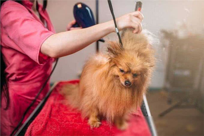 博美犬洗澡大作战，这些雷区千万别踩!