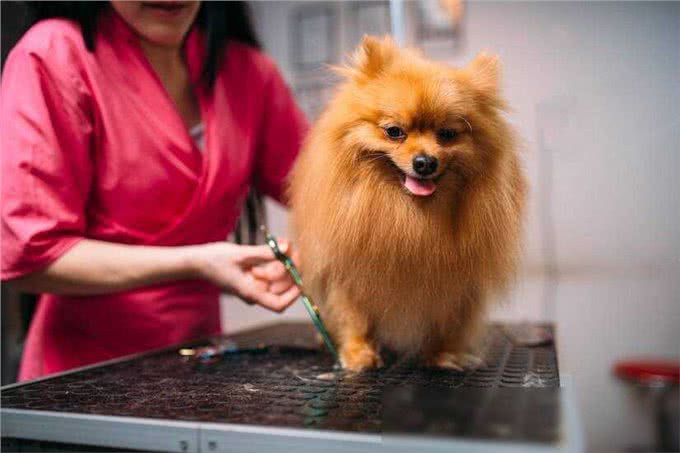 博美犬洗澡大作战，这些雷区千万别踩!