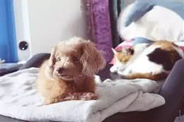 狗放屁这点小事儿