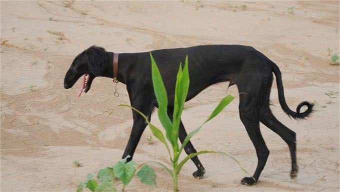 中华田园犬之中国细犬—世界上速度最快的狗!