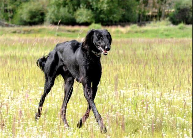 中华田园犬之中国细犬—世界上速度最快的狗!