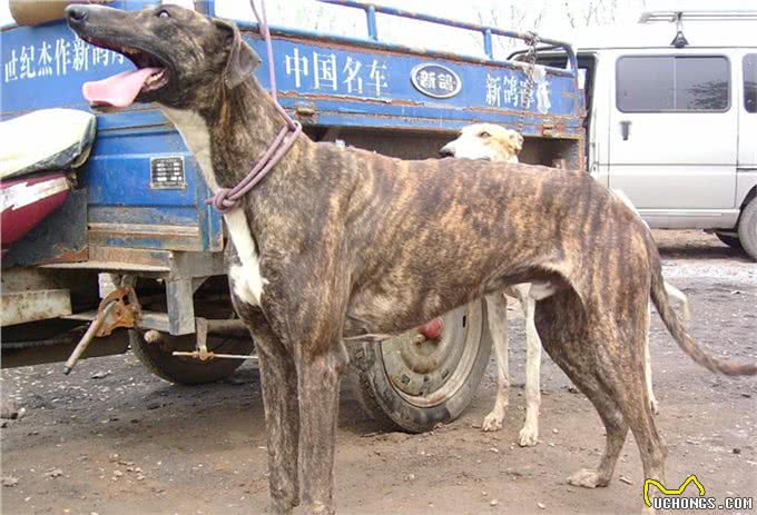 中华田园犬之中国细犬—世界上速度最快的狗!