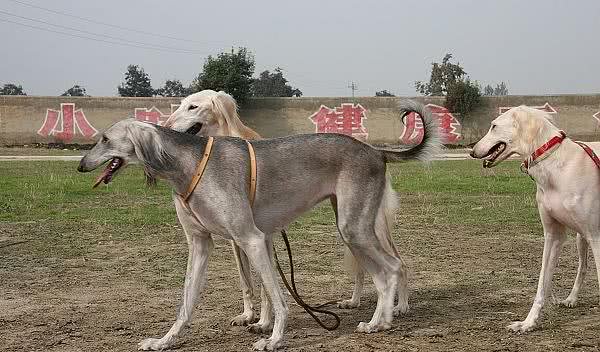 中华田园犬之中国细犬—世界上速度最快的狗!