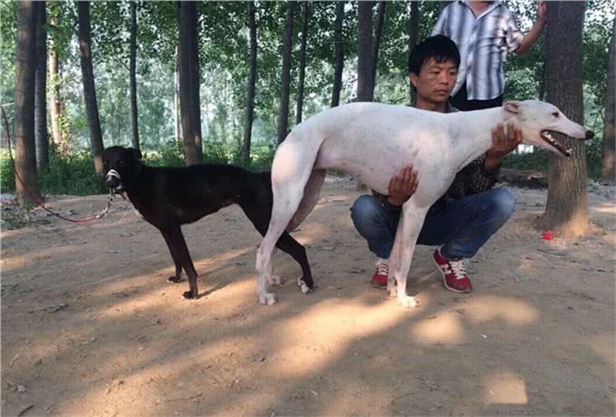 中华田园犬之中国细犬—世界上速度最快的狗!