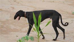 中华田园犬之中国细犬—世界上速度最快的狗!