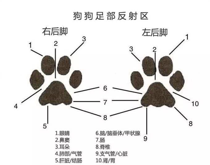 狗爪护理小常识，铲屎官都知道了吗?
