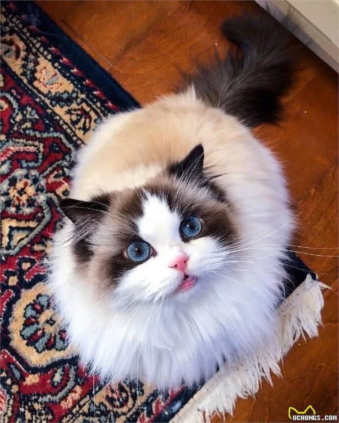 布偶猫掏心掏肺爱你的六大表现，说明没白养它