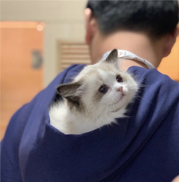 布偶猫掏心掏肺爱你的六大表现，说明没白养它