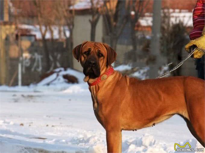 世界最凶猛的犬种,对同类凶残但对主人却忠心顺从的土佐犬