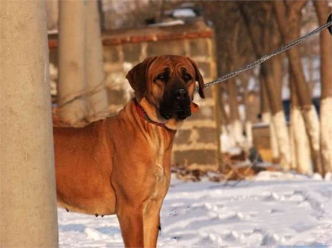 世界最凶猛的犬种,对同类凶残但对主人却忠心顺从的土佐犬