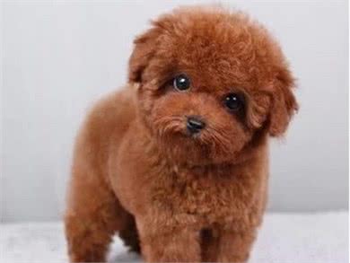 怎样养泰迪犬才比较好