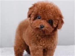 怎样养泰迪犬才比较好