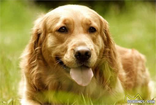 世界名犬-金毛(GoldenRetriever)