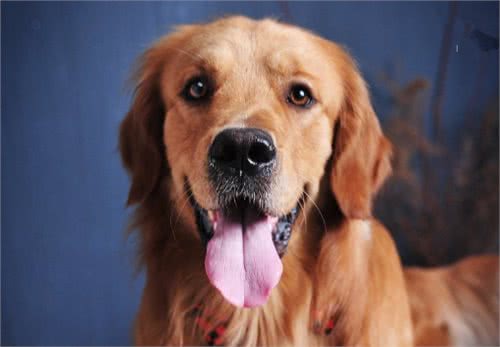 世界名犬-金毛(GoldenRetriever)
