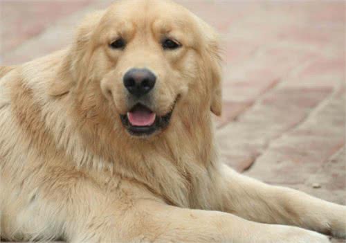 世界名犬-金毛(GoldenRetriever)