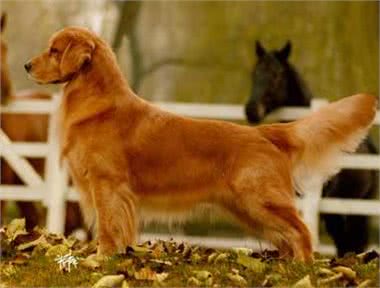 世界名犬-金毛(GoldenRetriever)
