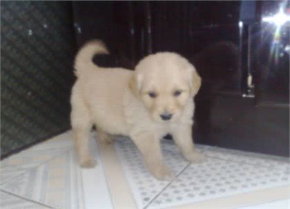 世界名犬-金毛(GoldenRetriever)