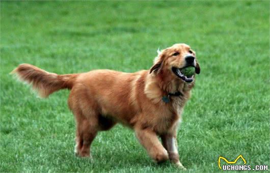 世界名犬-金毛(GoldenRetriever)