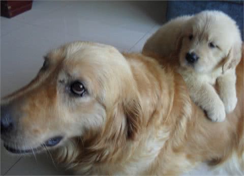 世界名犬-金毛(GoldenRetriever)