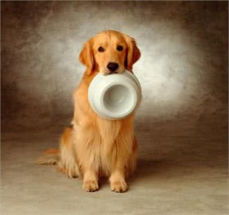 世界名犬-金毛(GoldenRetriever)