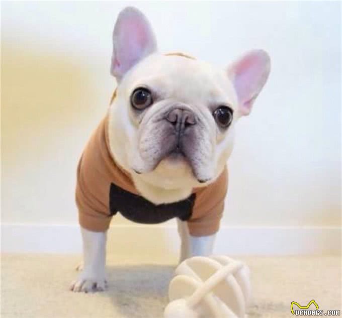 想养法斗的看过来:教你一招区分斗牛犬(不要法斗/英斗分不清)