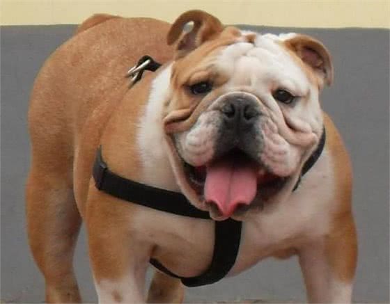 想养法斗的看过来:教你一招区分斗牛犬(不要法斗/英斗分不清)