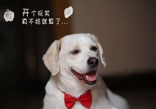 如何纠正小狗咬东西和翻垃圾等坏习惯