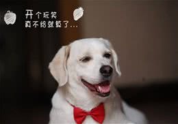 如何纠正小狗咬东西和翻垃圾等坏习惯