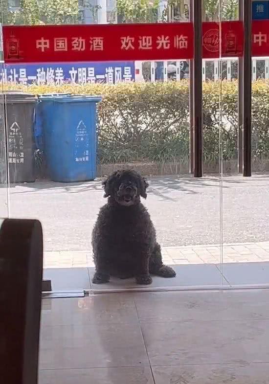胖泰迪爱和人讨吃的，溜进客人包间偷吃时，被铲屎官直接扫了出来