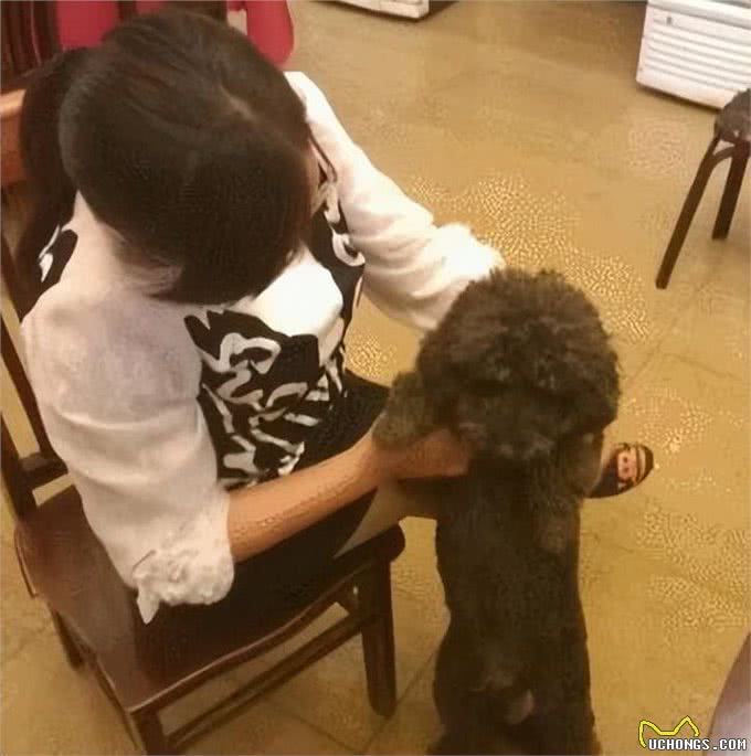 胖泰迪爱和人讨吃的，溜进客人包间偷吃时，被铲屎官直接扫了出来