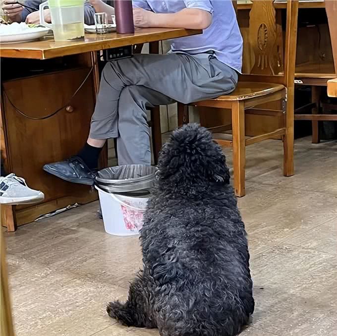 胖泰迪爱和人讨吃的，溜进客人包间偷吃时，被铲屎官直接扫了出来