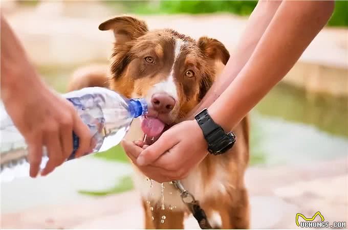 夏季狗狗易得哪些疾病?这5种疾病铲屎官要引起重视