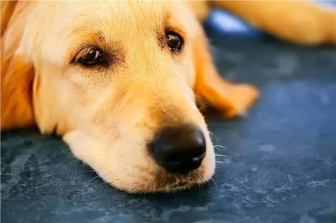 夏季狗狗易得哪些疾病?这5种疾病铲屎官要引起重视