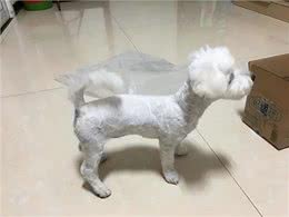 夏季狗狗易得哪些疾病?这5种疾病铲屎官要引起重视