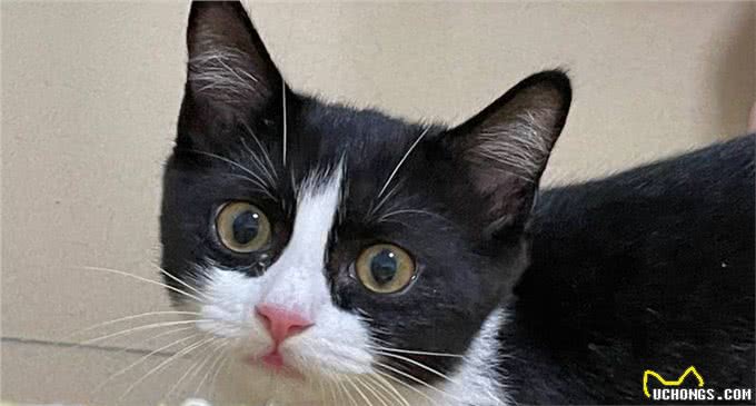 猫咪智商排行榜新出炉，颠覆你的认知!