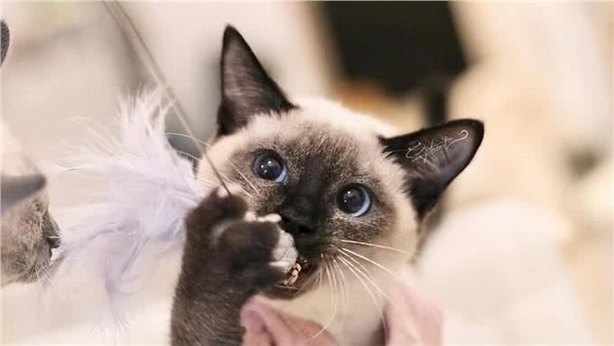 猫咪智商排行榜新出炉，颠覆你的认知!