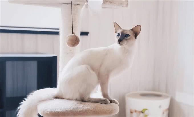 猫咪智商排行榜新出炉，颠覆你的认知!